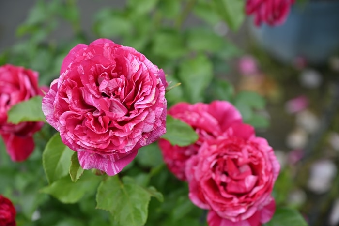 バラ苗 Roses,樹形や花色・花の大きさから選ぶ | バラとハーブの専門