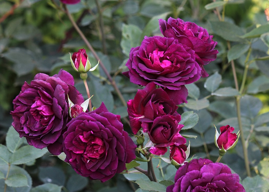 真夜（まよ）（大苗）7号鉢植え バラ苗 《契約品種》 四季咲き中輪房