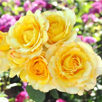 ヴァンデ・グローヴ（大苗）7号鉢植え バラ苗 《農林水産省 登録品種