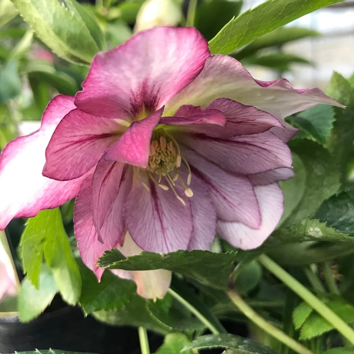 クリスマスローズ ダブル・ピンク（花付き・開花株） 12cmポット