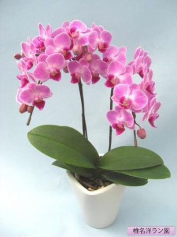 胡蝶蘭（ミディー）チュンリー 2本 【椎名洋ラン園 SN-14】 | 胡蝶蘭