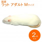 すべての商品 | SAfarm 国産冷凍マウス・ラット専門店