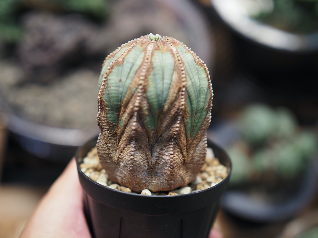 超美色木質化オベサ】 輸入株 ユーフォルビア・オベサ | すべての商品