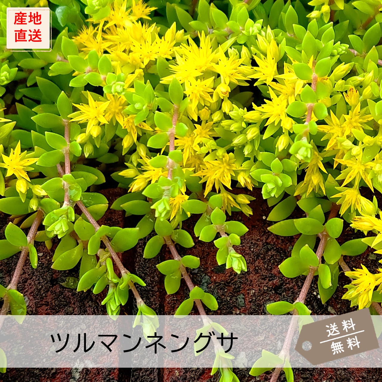 ツルマンネングサ | 多肉植物（セダム） | 芝桜専門店「お台場ガーデン