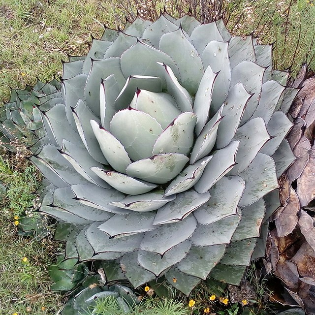 アガベ・パリー・トルンカータ ホワイトブルー 実生選抜株 3号ロング