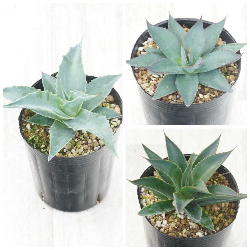 アガベ 耐寒性品種3種セット（ヴァンジー・ブルーエンバー・ブルー