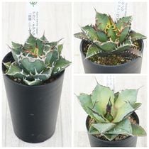 アガベ・ユタエンシス「エボリスピナ」 3号ロングポット | | アガベ