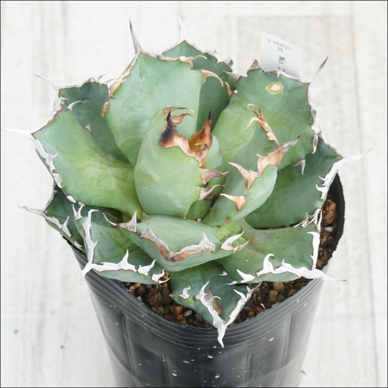 現物》No.36 アガべ オテロイ 狂棘 極上子株 2号 | | 現物販売