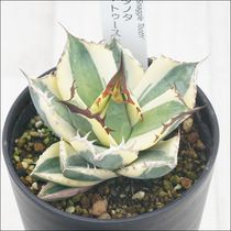 アガベ・チタノタ「三叉戟（トライデント）」 3.5号鉢 | | チタノタ銘