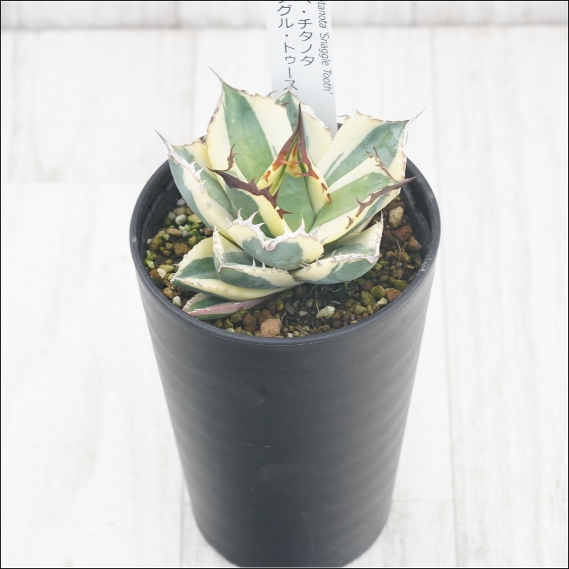 アガベ・チタノタ「スナグル・トゥース」 3.5号鉢 | | チタノタ銘品