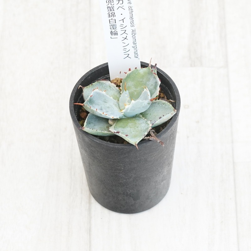 アガベ・カブトガニ錦 2.5号鉢 | | アガベ（リュウゼツラン） | 四国