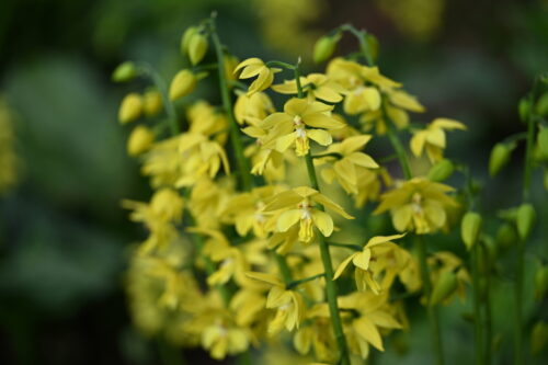 キエビネ（ラン科） | 見ごろの植物