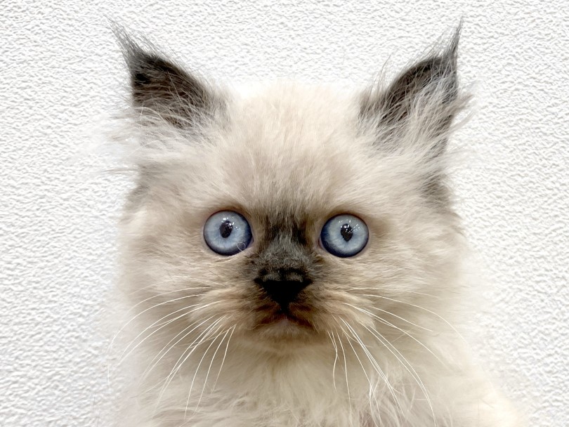 ヒマラヤン 】名前は知ってるけどなかなか会えないレアキャット