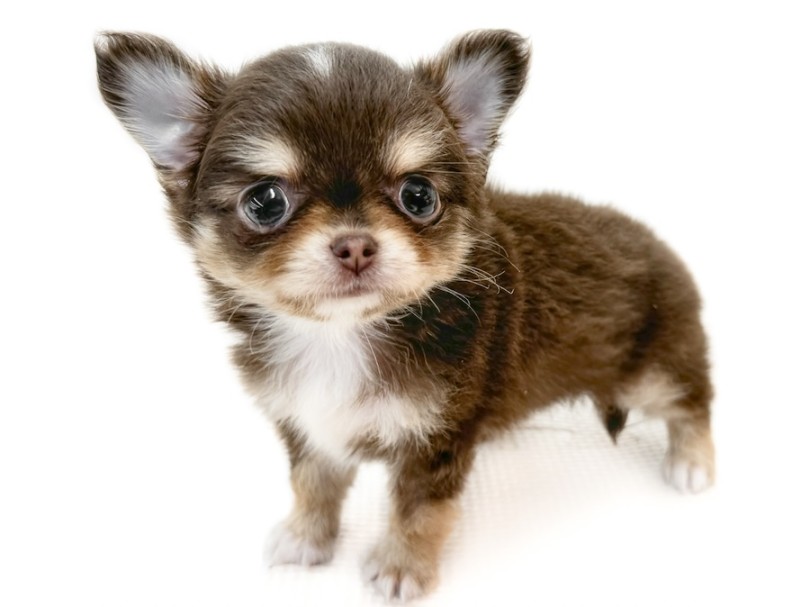 チワワ 】チョコタンカラーの小さめサイズ！プレミアム認定の最高峰の