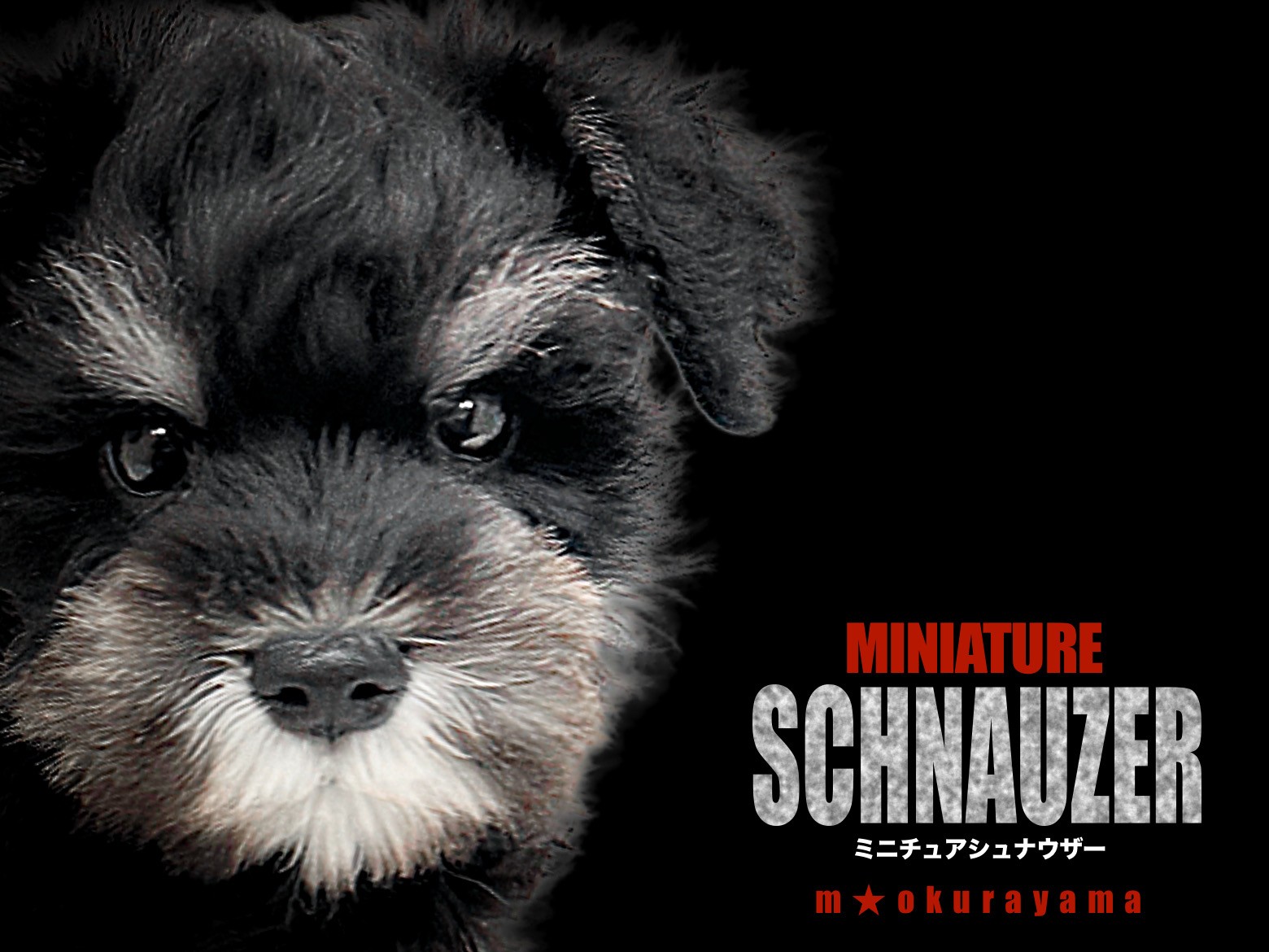 ミニチュアシュナウザー 】運動を楽しみたい方必見！ナチュラルテール