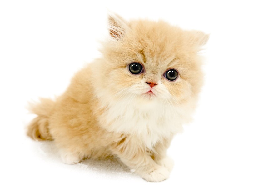 エキゾチック 】エキゾ界の美男子が横浜元町店に降臨！ | マルワンBLOG