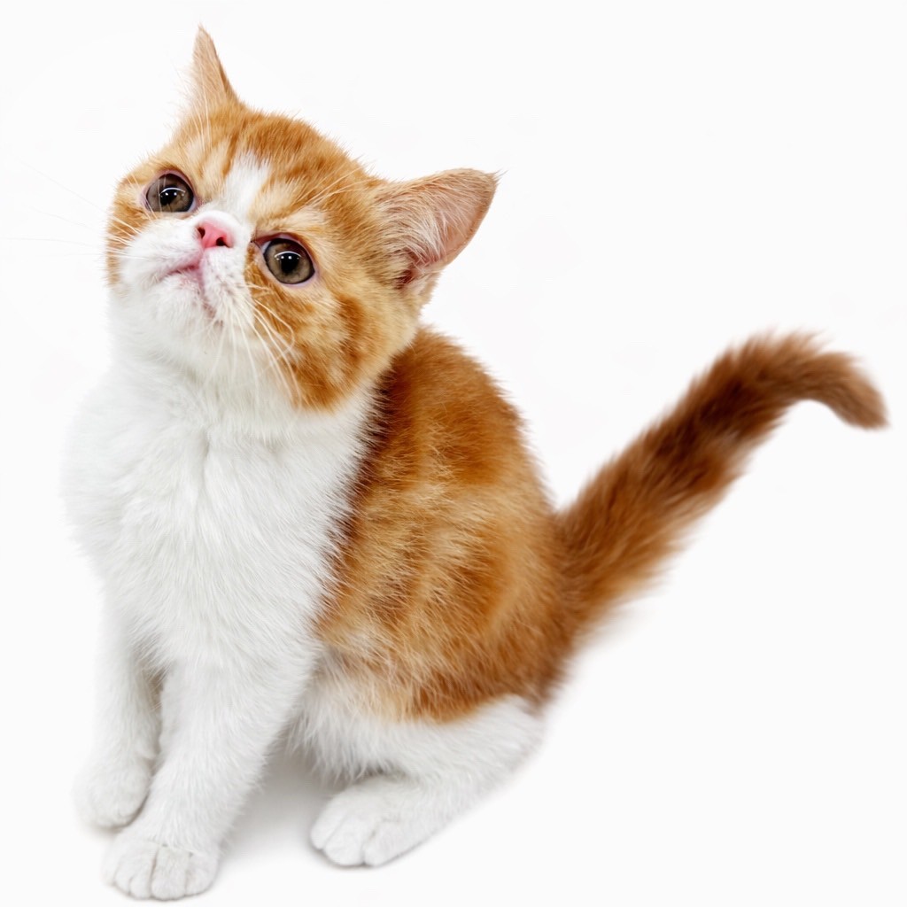 エキゾチック | ペットショップ マルワン 小さめ子犬 美形な子猫