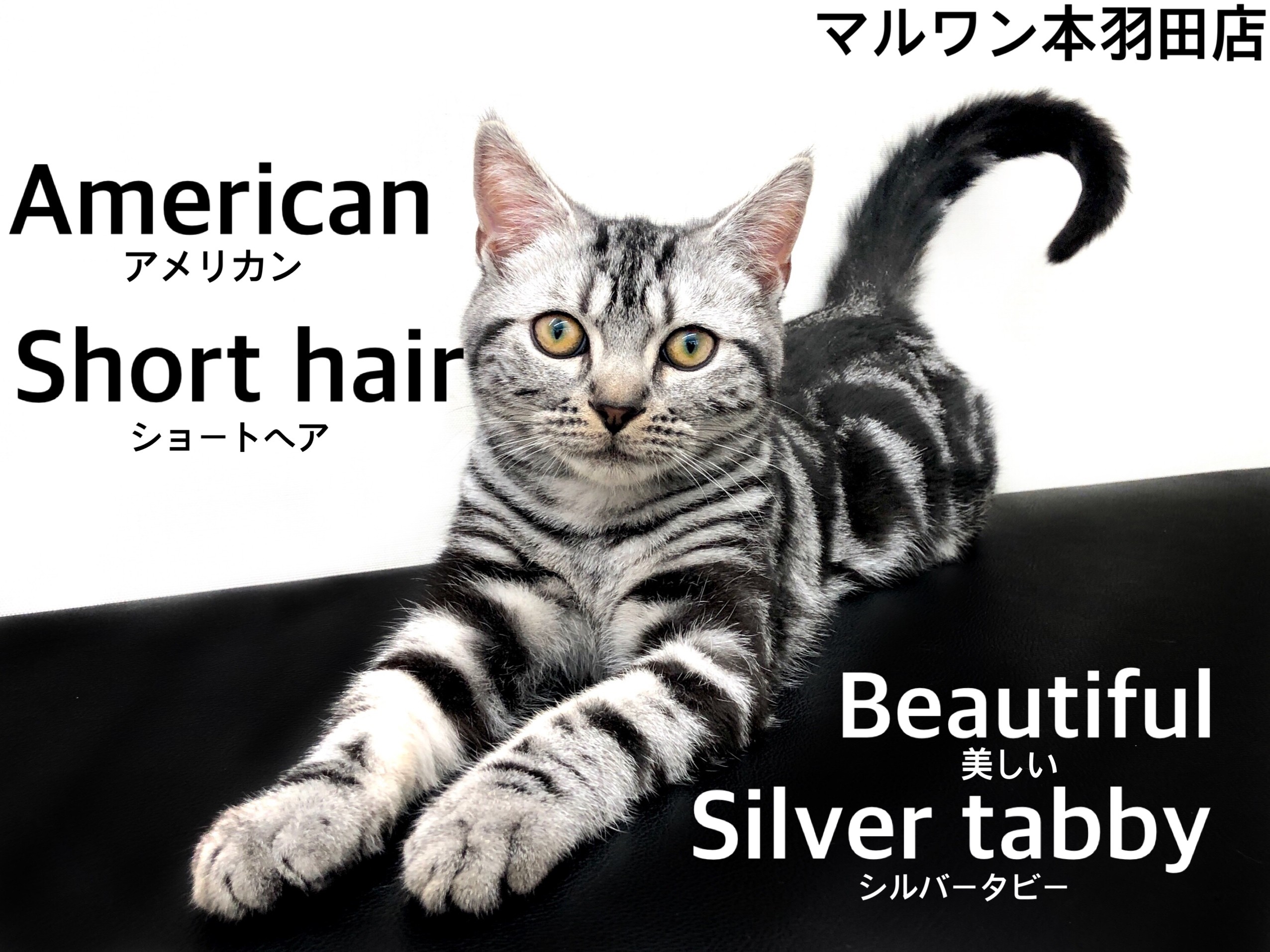 アメリカンショートヘア 】チャンピオンの父を持つ美しく穏やかな