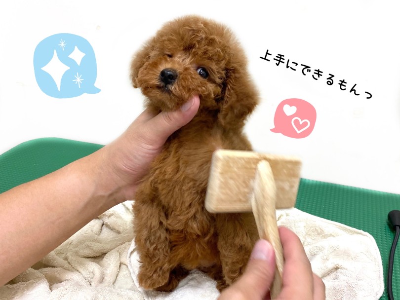 トイプードル 】歩くぬいぐるみ！？おっとりすぎのテディベア