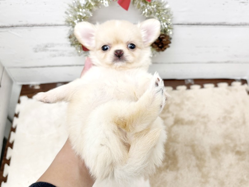 チワワ 】極短マズルのたぬきっチワワ！クリーム&ホワイトのマルワン