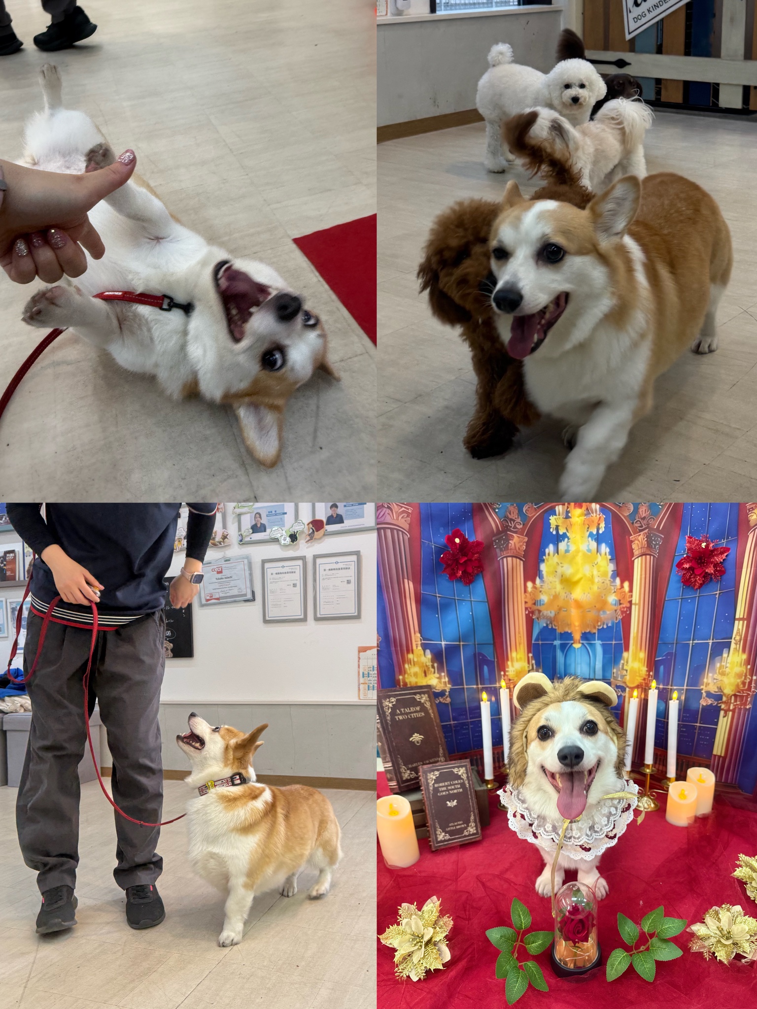 ウィッグオーダー】短足コーギーページ(2月11日使用) 11月 « 2025 «