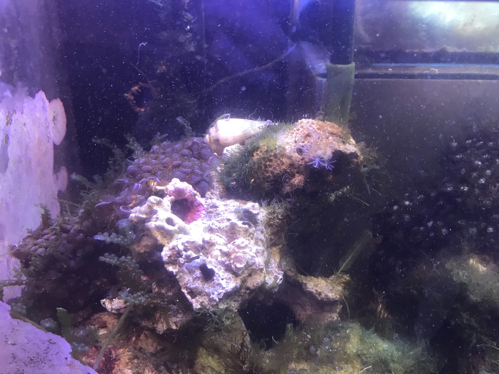 おまけがたっぷり付いたライブロックを購入しました: 松崎水槽日記