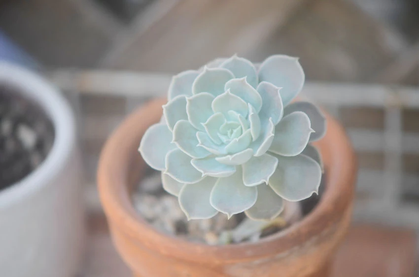 錦・スノーホワイト〜サボテンのイメージを覆す珍種別サボテンTシャツ