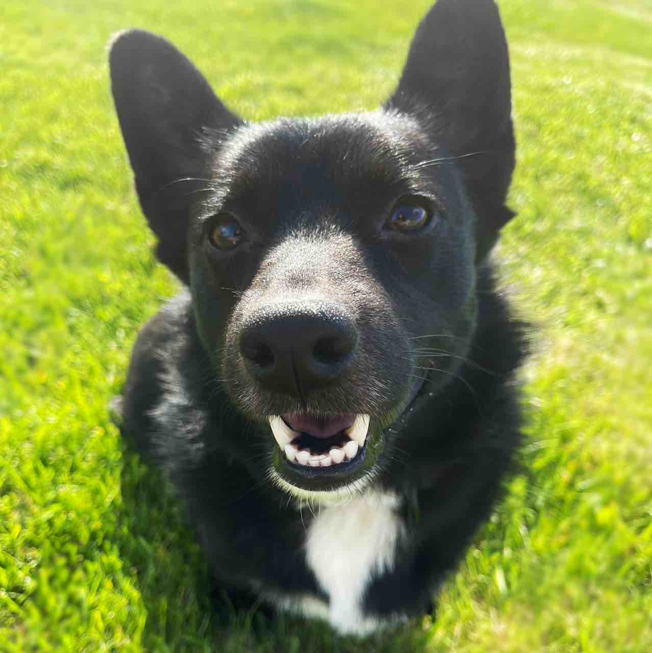 Fi | The World's Smartest Dog Collar