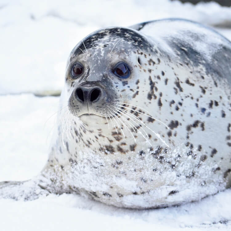 アザラシ、クジラetc. 特定の種類をじっくり観察！“特化型”水族館6選