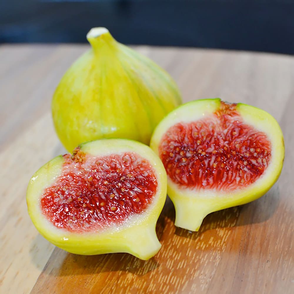 いちじく｜ポット苗] ゼブラスイート 挿し木 2年生苗 | 【モンベルジェ