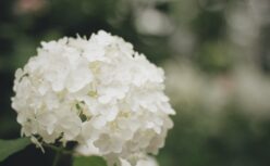 岡田茂吉を学ぶ | 大光明世界の建設