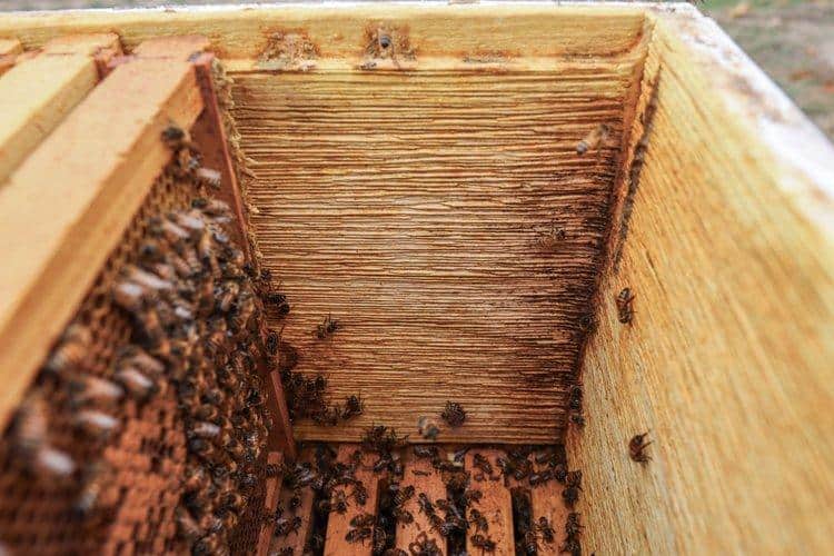 Propola Hive Box - Meyer Bees