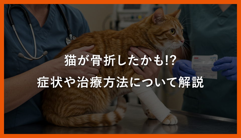 猫が骨折したかも!?症状や治療方法について解説 - 川西市の犬猫専門
