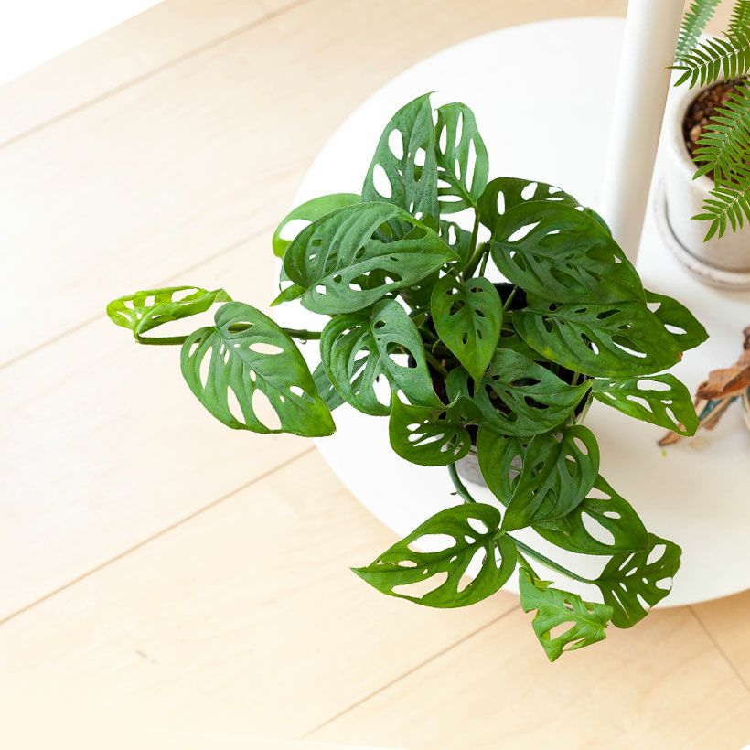 000000006472-02.jpg?size=l&w=