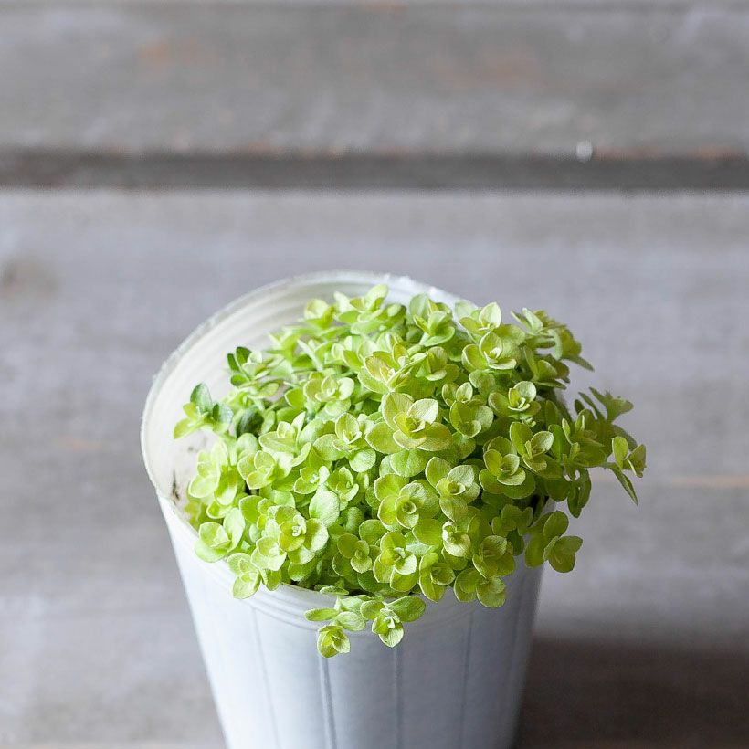 ヘリクリサム・ライムミニ耐寒性があり育てやすい品種｜e花屋