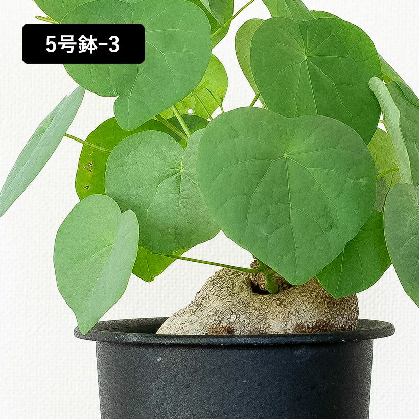 ステファニア・スベローサ（写真現品）人気の塊根植物