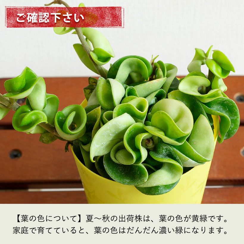 000000001240-19.jpg?size=l&w=