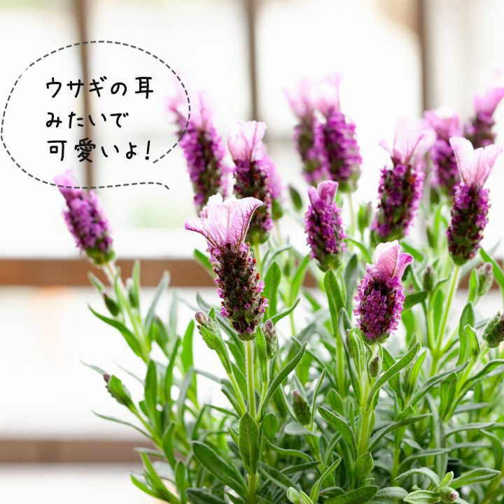 000000001382-02.jpg?size=l&w=