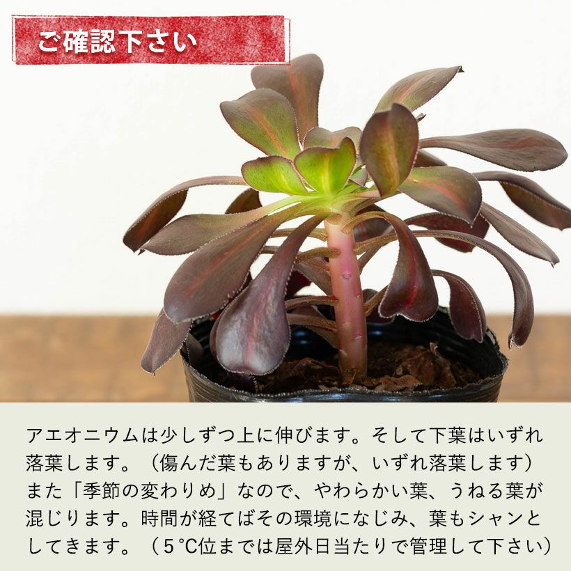 アエオニウムショウカ/シャネル/クジャクレイ/アフターグロウ/リバー