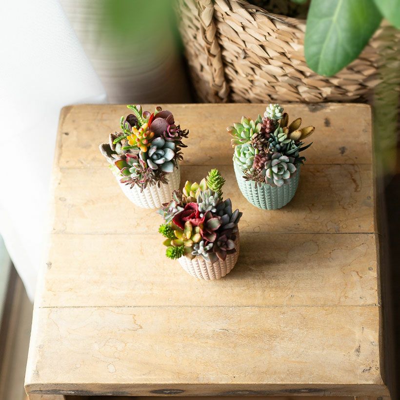 多肉カラフル寄せ植えミニ陶器鉢｜ツキトジやセダムなど8種以上