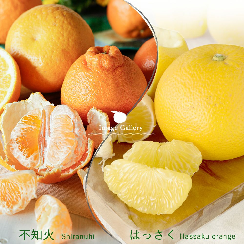 長崎とっとってmotto】春柑橘お楽しみ箱(八朔・不知火)【家庭用(訳あり