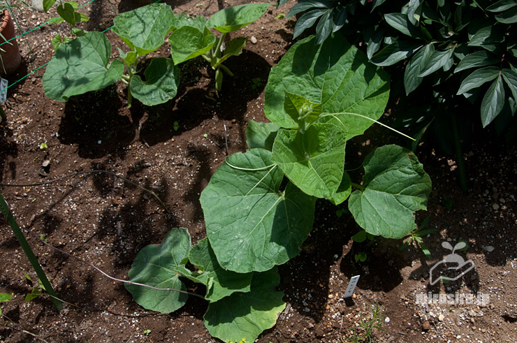 ユウガオ（カンピョウ）