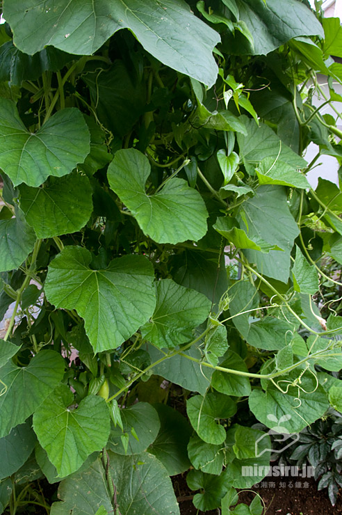 ユウガオ（カンピョウ）