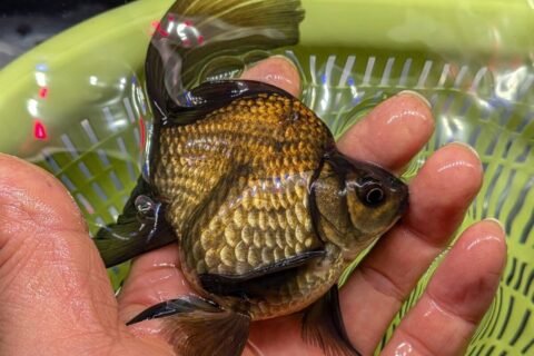 ブセファランドラsp.“彩雲“from Kapuas AZX0420-12 - 熱帯魚のmishima