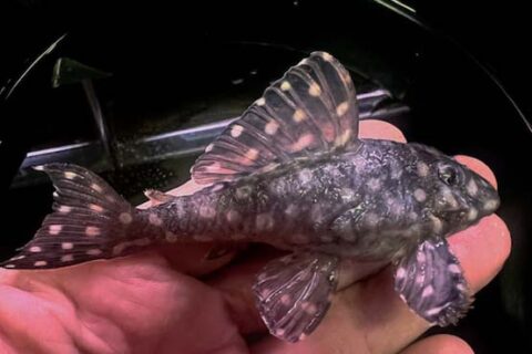 ホマロメナsp.“Red leaf”from Kalbar 【AZ0823-2】 - 熱帯魚のmishima