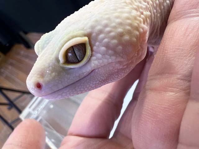 アヌビアスナナ.プチ.スノーフレーク - 熱帯魚のmishima