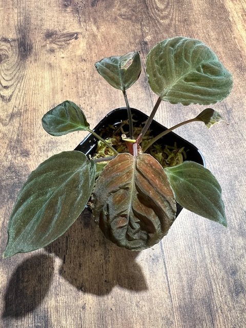 ホマロメナsp.“Red leaf”from Kalbar 【AZ0823-2】 - 熱帯魚のmishima