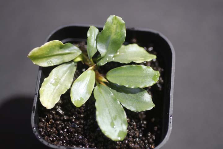 ブセファランドラsp.“彩雲“from Kapuas AZX0420-12 - 熱帯魚のmishima