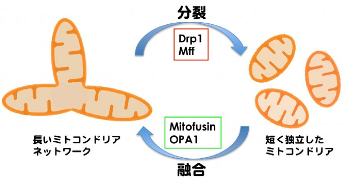 ミトコンドリアDNAのダイナミクス - 大阪大学 石原研究室
