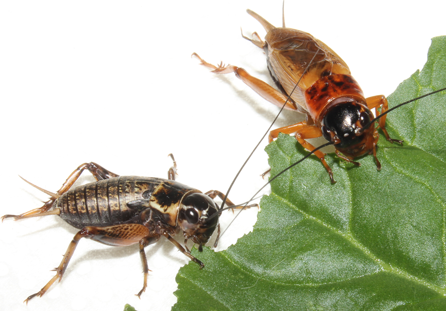 コオロギ・ワームの説明｜みとコオロギ